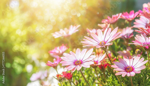 Floral backdrop with pink flowers