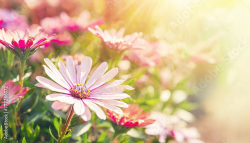 Floral backdrop with pink flowers