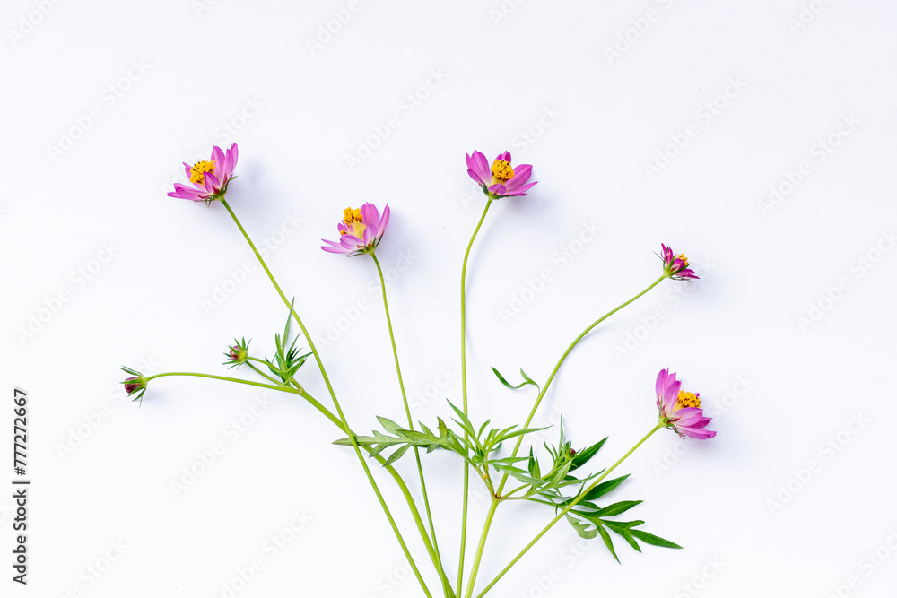 Cosmos caudatus flower on isolated white background Cosmos caudatus flower on isolated white background