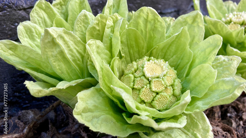 Lots of giant butterbur plant