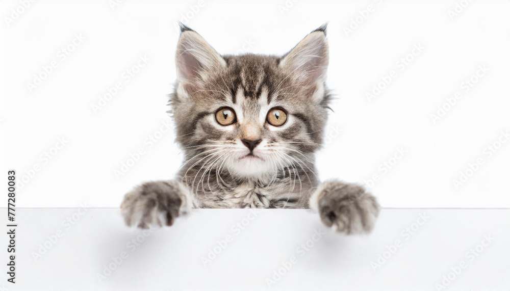 Funny gray tabby kitten showing placard with space for text. Lovely fluffy funny cat holding signboard on isolated background. Top of head of cat with paws up, peeking over a blank white banner.