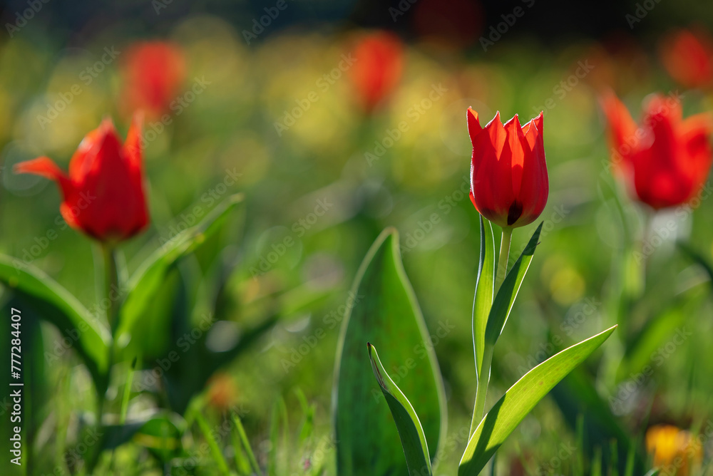 Fototapeta premium Piękne czerwone tulipany w parku.