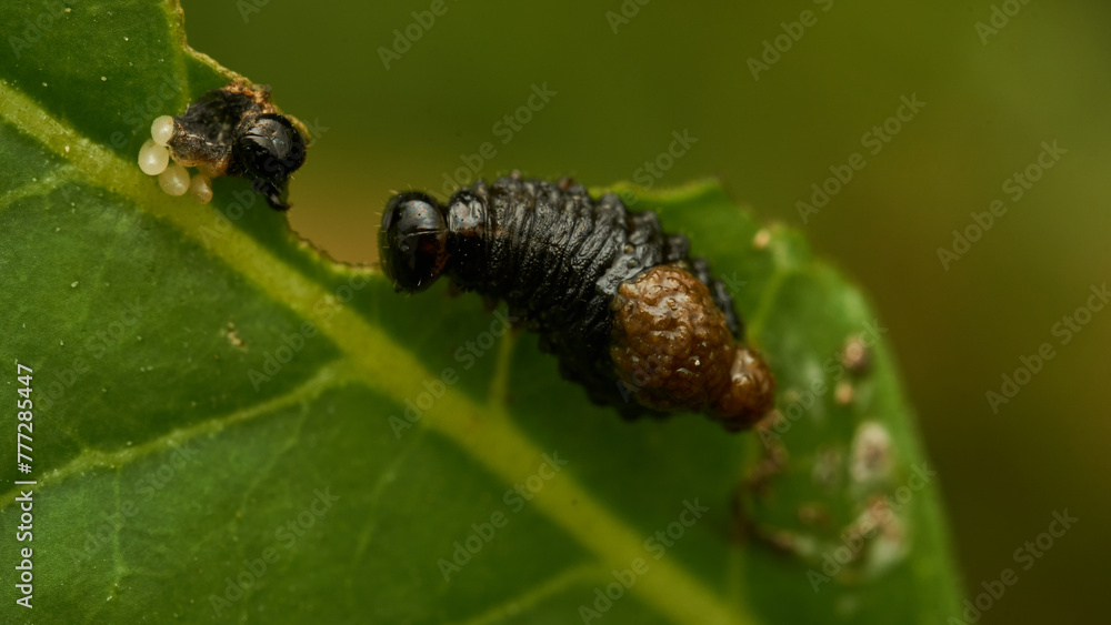 Fototapeta premium Little black caterpillar walking on green leaf