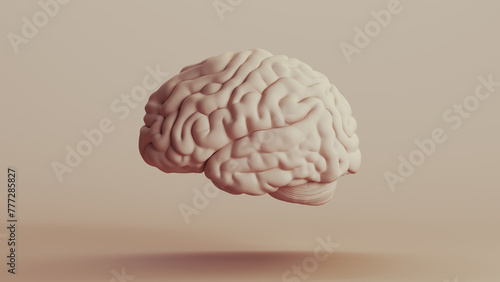 Brain human anatomy mind neutral backgrounds soft tones beige brown background left view 3d illustration render digital rendering