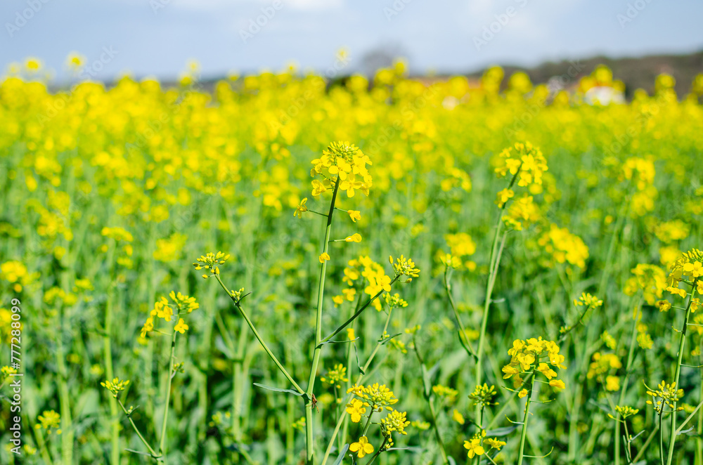 selective focus, field of rapeseed, Brassica Napus, in spring.
