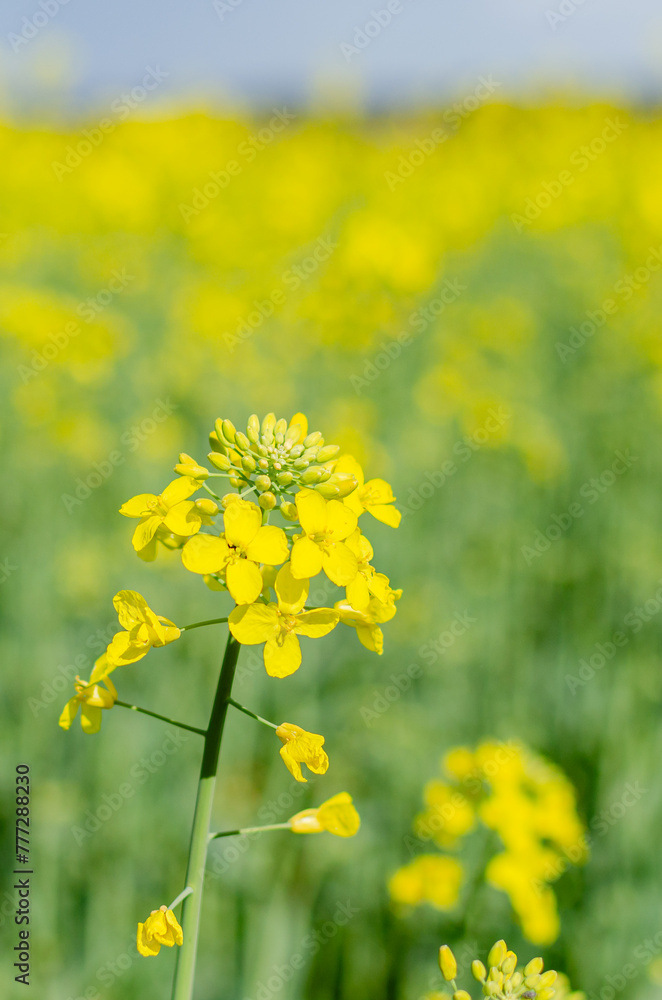 field of rapeseed, Brassica Napus, in springtime field of rapeseed, Brassica Napus, in springtime