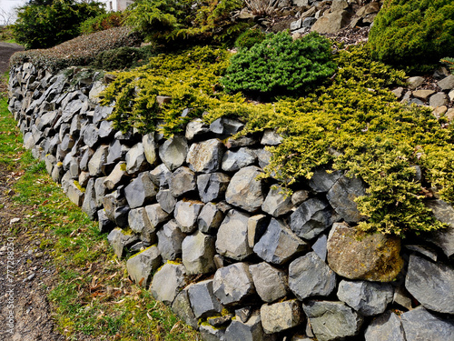 the dry wall serves as a terrace terrace for the garden, where it holds a mass of soil. the wall is slightly curved, which helps it to stabilize better. planting perennials and rock gardens photo