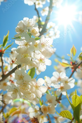 a sunny day take a photo of a flowering tree with white blossoms  