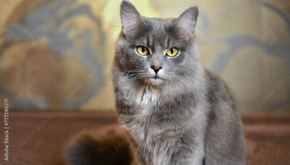 Grey and white cat itting in front of white background