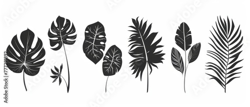 Set of hand drawn tropical leaves black white line art and silhouette moderns. Great for print, logos, branding, and web design.