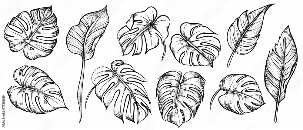 A collection of tropical leaves hand drawn in line art and silhouette modern format. Including leaf branches, monstera, palm leaves and simple contour lines. Illustration for design, print, branding,