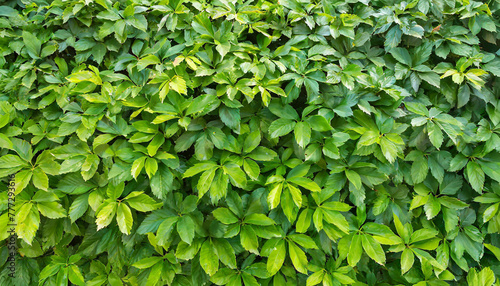 Small green leaves texture background with beautiful pattern. Clean environment. Ornamental plant in the garden. Eco wall. Organic natural background. Many leaves reduce dust in air. Tropical forest