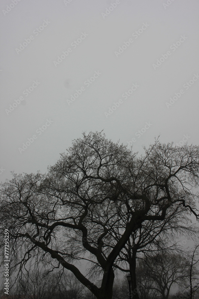 tree in the fog