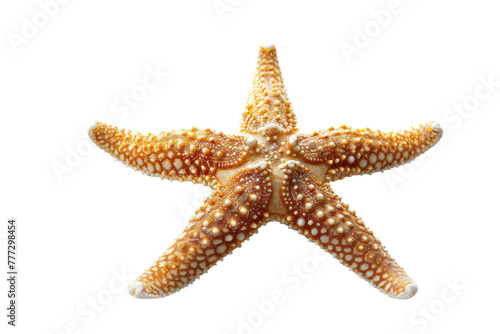Seaside Starfish isolated on transparent background