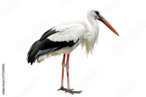 Graceful Stork isolated on transparent background