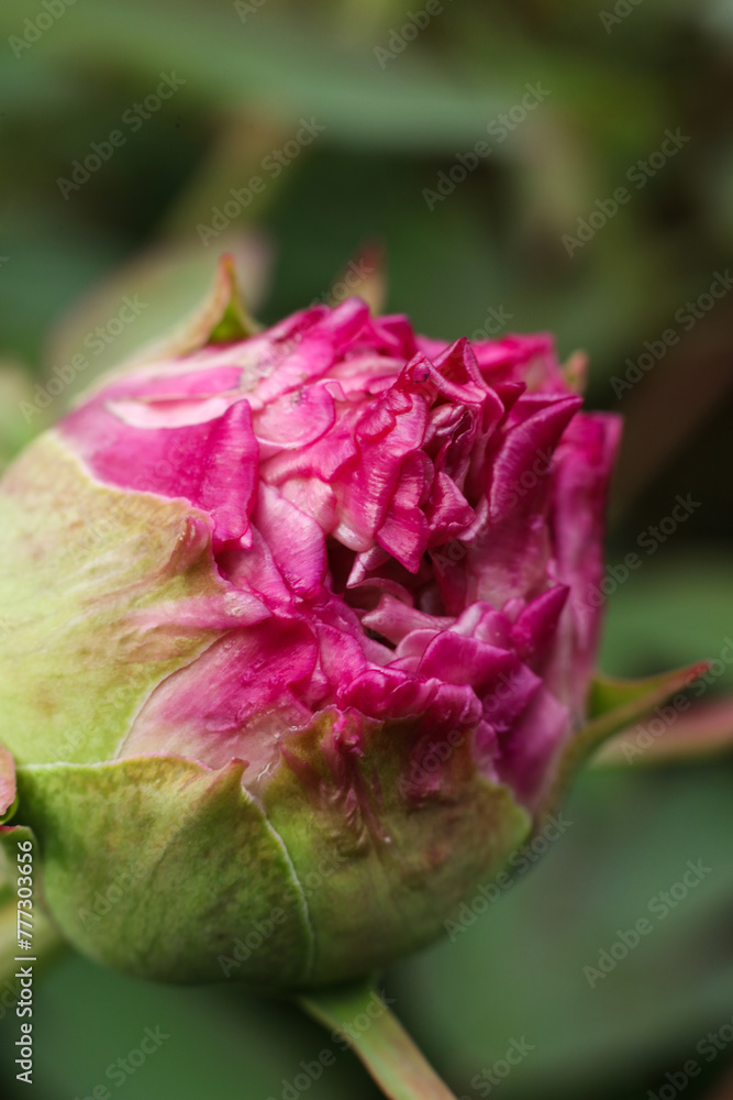 Pink peony bud with water drops on petals, close-up Pink peony bud with water drops on petals, close-up