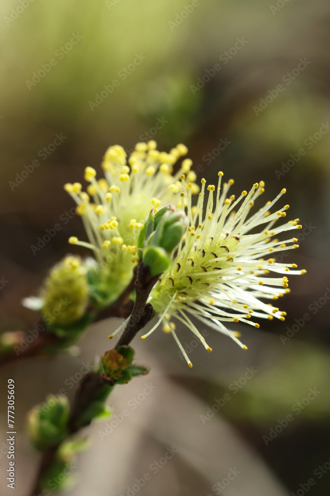 blossoming willow branch in spring, close-up photo blossoming willow branch in spring, close-up photo