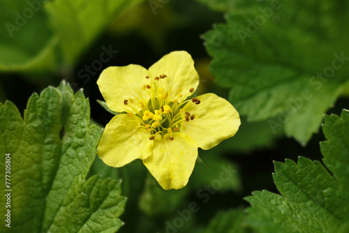 A close up of a yellow Waldsteinia geoides flower with green leaves in the background. photo