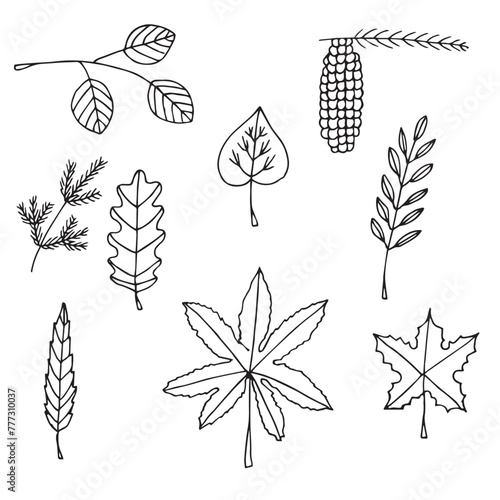 Botany twigs and leaves, vector illustration, hand drawing, doodles