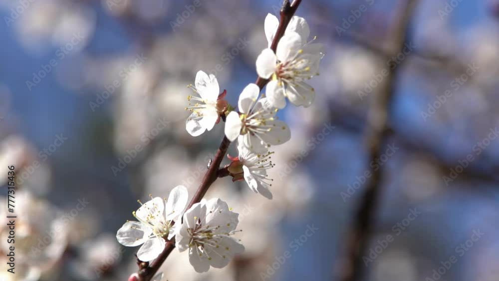 White flowers of the apricot tree. Spring flowering branches in the garden. The wind sways. Blue tree White flowers of the apricot tree. Spring flowering branches in the garden. The wind sways. Blue tree