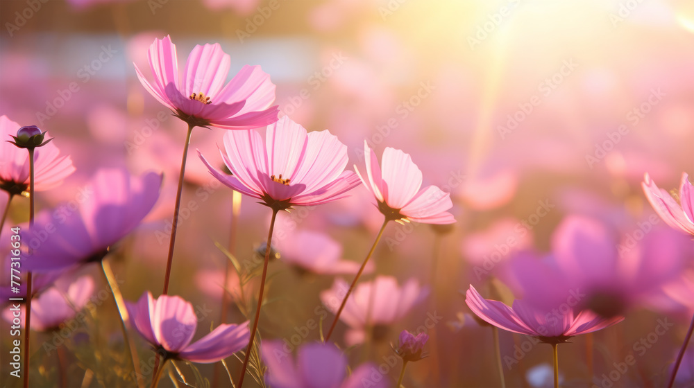 Beautiful flowers with sunlight on background Beautiful flowers with sunlight on background