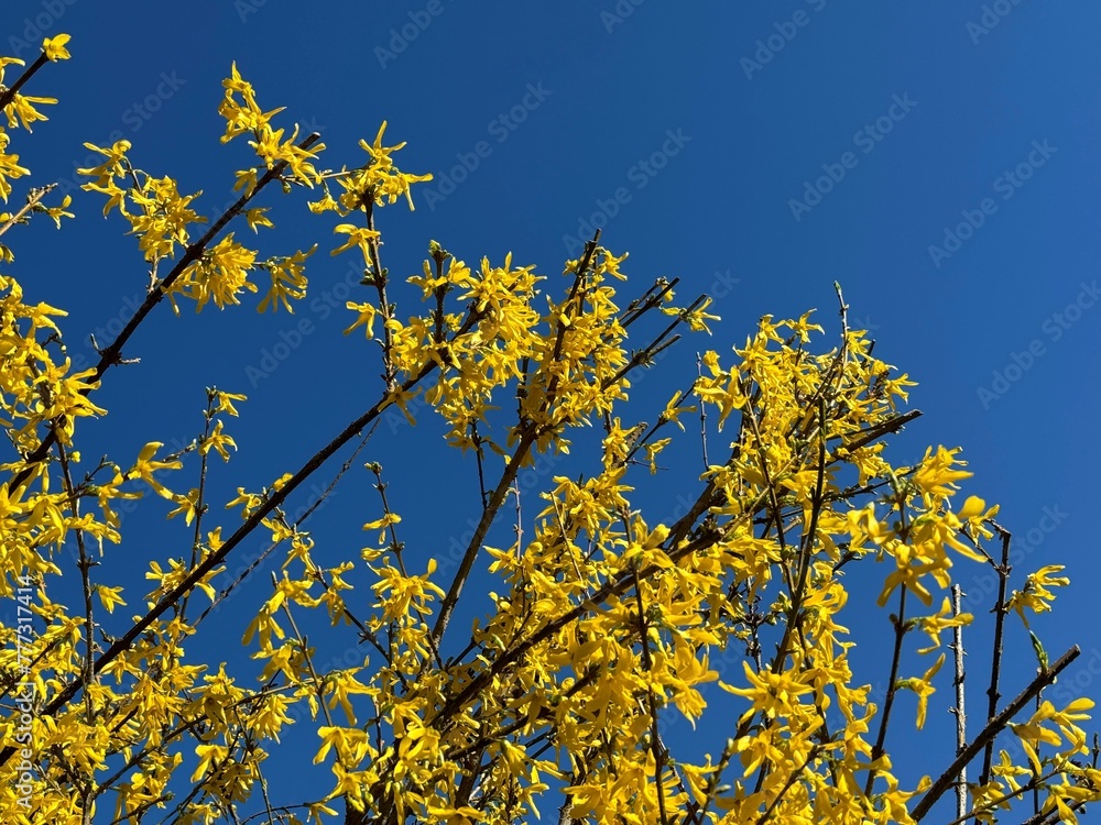 Forsythia yellow flowers on blue sky at spring. Forsythia yellow flowers on blue sky at spring.