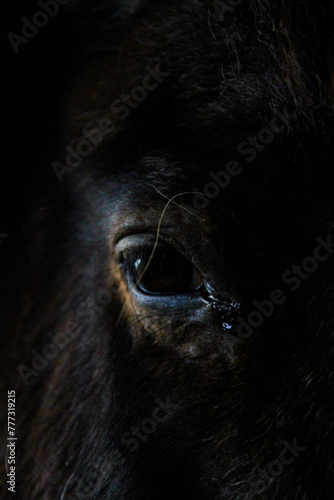 close up of a head of a horse