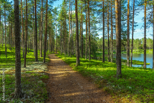 Walk path in a beautiful pine forest in a green summer Sweden