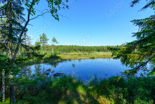 Beautiful summer view from a small lake surrounded by a lush green forest