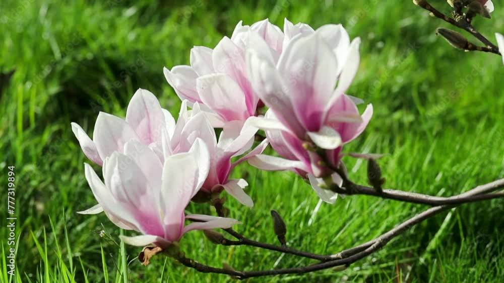 Branches de magnolia au soleil, balancées doucement par le vent Branches de magnolia au soleil, balancées doucement par le vent