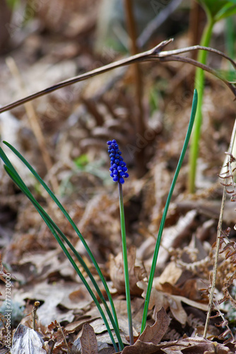 Muscari neglectum in early spring background, in oak leaves inside the forest