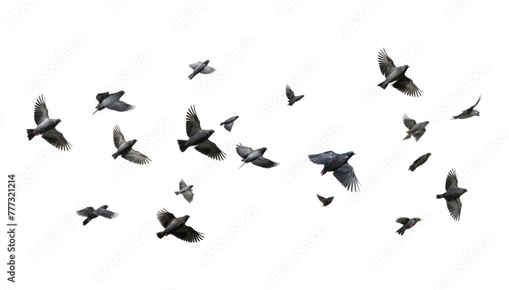 flock of birds isolated on transparent background cutout