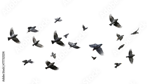flock of birds isolated on transparent background cutout