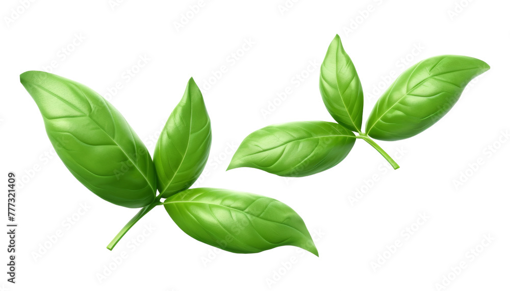 flying fresh basil leaves isolated on transparent background cutout flying fresh basil leaves isolated on transparent background cutout