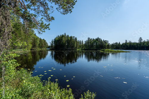 Summer view across a small lake in a lush green forest in Sweden