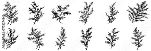 nature plant floral vector black ornamental, floristic decoration illustration, silhouette svg, laser cutting cnc engraving photo