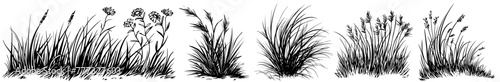grass nature plant vector black ornamental, decoration illustration, silhouette svg, laser cutting cnc engraving