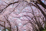 Cherry tree branches and cherry blossoms bloom in spring in South Korea.