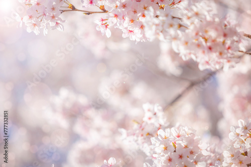 sakura flowers  cherry blossom flower  of pink color on sunny backdrop. Beautiful nature spring background with a branch of blooming sakura.