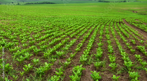 rows of sugar beet leaves in the field, cultivation industry in agriculture © pavlobaliukh