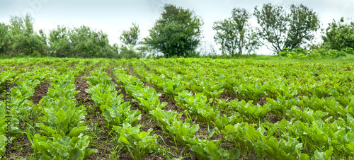 green leaves of sugar beet, rows in the field