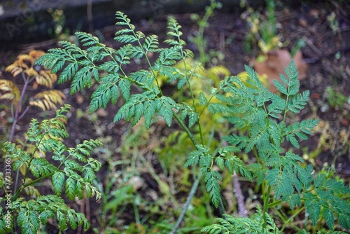 Hemlock, of Conium maculatum. A highly poisonous plant, used in ancient times for executions. Known to have been given to the philosopher Socrates photo