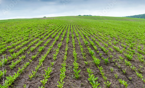 sparse rows of sugar beets in the field, weeds and grass, problems with the density of sowing © pavlobaliukh
