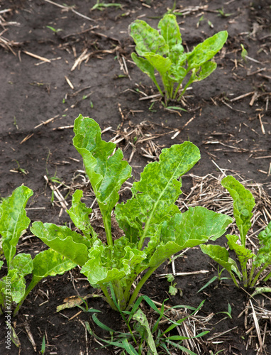 young leaves sugar beet in the field, top side view