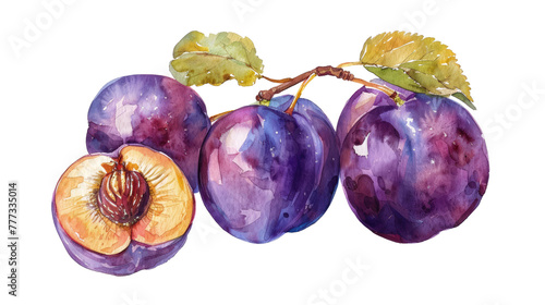 plums in watercolor drawing isolated on white or transparent png