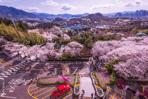 Photography Cherry blossoms blooming in spring at E-World 83 Tower a popular tourist destination