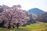 cherry blossom trees in bloom around Yongbi Lake in Seosan, South Korea.