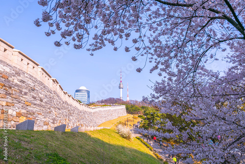 cherry tree in spring and Namsan Mountain with Namsan Tower in the background, Seoul. South Korea.