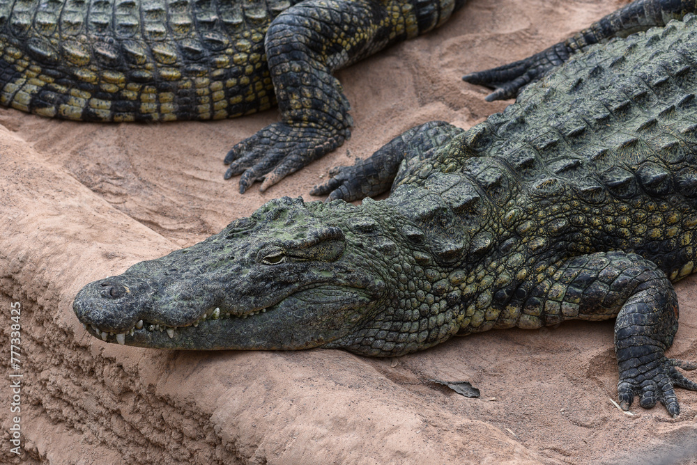 Crocodile du Nil (Crocodylus niloticus) Crocodile du Nil (Crocodylus niloticus)