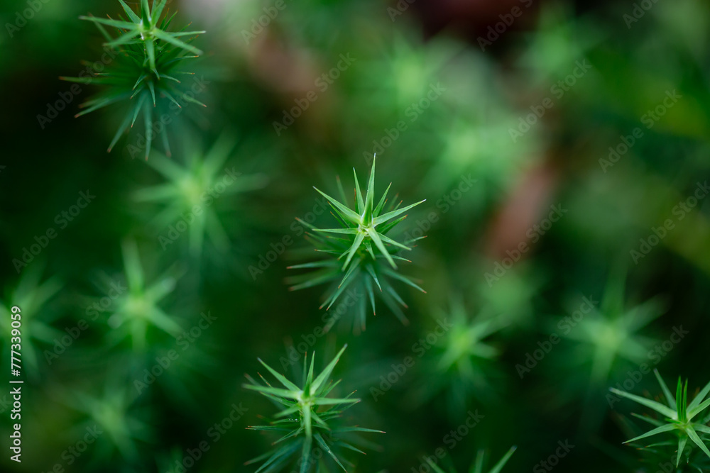 A close up of Polytrichum Commune, also known as common haircap, growing in Sussex woodland in March